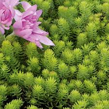 Image result for Sedum ruwenzoriense