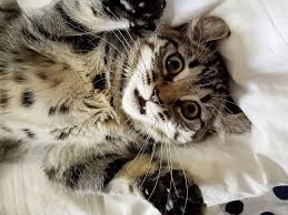 When the eminently quotable ernest hemingway wrote that one cat just leads to another, the lifelong ailurophile was talking about the veritable clowder of cats at finca, his home in cuba—but he could easily have been referencing his home in key west, florida. 7 Amazing Facts About Polydactyl Cats
