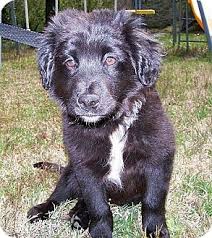 Brattleboro Vt Golden Retriever Meet Mr Milo A Pet For Adoption