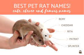 The Best Pet Rat Names Cute Clever And Famous Names