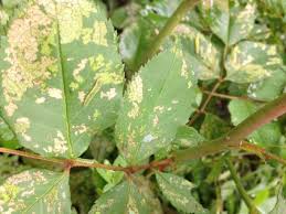 These white spots then produce spores that spread like a disease between the plants. 18 Common Rose Diseases Pests And Remedies Florgeous