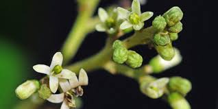 Image result for Apodytes dimidiata