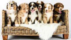 Australian shepherds and miniature australian shepherds/miniature american shepherds, although they share a common history, are considered separate breeds. Australian Shepherd Puppies Growing Time Lapse Youtube