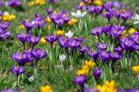 Blumenziebeln werden meist in ihrer ruhephase im herbst, zunehmend aber auch als blühende pflanzen im frühjahr in töpfen angeboten. Blumenzwiebeln Im Rasen Pflanzen So Gehen Sie Vor