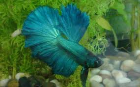 This keeps the eggs safe from harm and moist. Green Betta Fish Vang Bettas