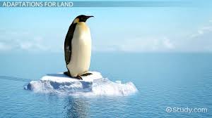 Reddit prohibits any sexual or suggestive content involving minors. Penguin Adaptations Lesson For Kids Video Lesson Transcript Study Com
