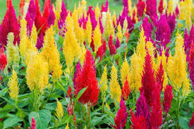 Image result for Celosia schweinfurthiana