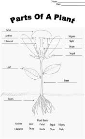 Parts of a flower and their functions. File Plantdiagramanswers Png Wikieducator Parts Of A Flower Plants Worksheets Plant Lessons