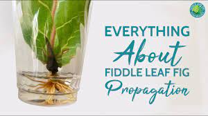 Learn Which Fiddle Leaf Fig Propagation Method Is Most Successful When To Propagate And The Steps To Propagate A Cuttin Fig Plant Fiddle Leaf Fig Fiddle Leaf