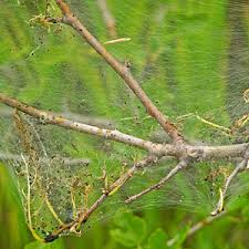 Webworms Pecan Tree Web Worms In Trees Webworms In Austin Texas Hill Country