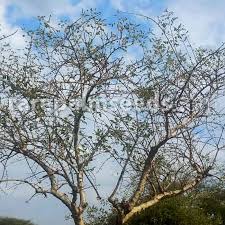 Image result for Albizia anthelmintica