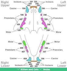 Jun 11, 2020 · teeth are another reliable way to tell how old a kitten is. Kitten Teething Age Novocom Top