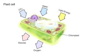 Maybe you would like to learn more about one of these? Memory Aid Of Photosynthesis Makes Glucose And Oxygen