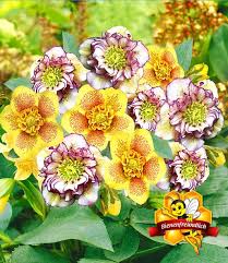 gefullte christrosen festival mix stauden kollektionen bei baldur garten christrose stauden winterharte stauden