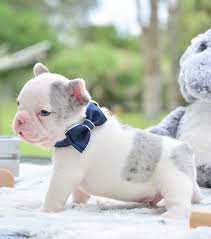 Any dog breed affenpinscher afghan hound africanis airedale terrier akbash akita alapaha blue blood bulldog alaskan klee kai alaskan malamute american bandogge mastiff american bulldog american bully american english. Pin On Animals