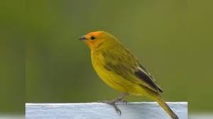 Descargar cantoos de canarios criollos. Descargar Mp3 Canto De Canario Criollo Sicalis Flaveola Para Descargar Gratis Grantono Net
