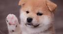 Shiba Inu Puppies For Sale - Shiba Inu Breed Profile ...