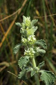 Image result for Achyrospermum micranthum
