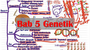 Aktiviti melabel online worksheet for tingkatan 5. Sains Spm T4 Bab 5 Genetik Youtube
