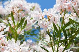 Fiori spontanei di colore bianco. 9 Piante Velenose Che Probabilmente Hai In Giardino Fito