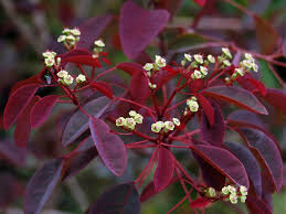 Image result for Euphorbia cotinifolia