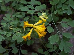 Image result for Fumariaceae