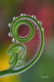 40 Macro Photography Ideas At Home Macro Photography Nature Spirals In Nature Photography Ideas At Home