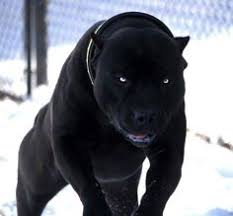 Ini terjadi kala andres pis sedang bersembunyi di tirai saat berburu kalkun bersama putranya. 13 Macan Kumbang Ideas Cute Animals Animals Beautiful Pets