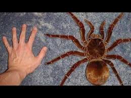 So how much does a spider weigh? Spiders In Spain Like Them Or Loathe Them