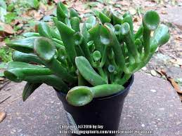 Plant Database Entry For Jade Plant Crassula Ovata Ogre Ears With 3 Images And 12 Data Details Jade Plants Crassula Ovata Plants