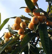 Obstpflanzen für den garten, die terrasse oder den balkon wer selbst obst anbauen möchte, braucht nicht immer viel platz. Eriobotrya Japonica Japanische Mispel Bauer Baumschulen Ag