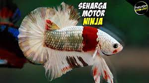 Jar ikan laga betta fish. Inilah Ikan Cupang Termahal Di Dunia Harganya Selangit Youtube