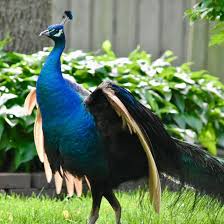 Download Indy S Peacock Captured We Are Told A Peahen Is Waiting For Him