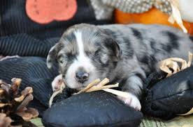 Be prepared to get on a waiting list if you want a puppy—most reputable breeders only breed a few litters per year, so they might not have puppies. Akc Miniature American Shepherd Puppies For Sale In Statesville North Carolina Classified Americanlisted Com