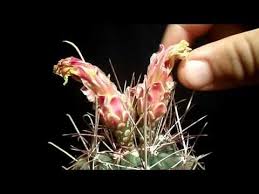 Check out our succulents and cacti selection for the very best in unique or custom, handmade pieces from our succulents shops. How To Pollinate Cactus Flowers To Get Seeds Youtube Mini Cactus Plants Cactus Cactus Seeds
