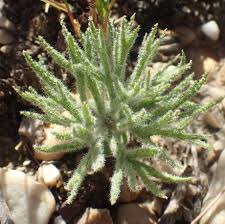 Image result for Eriospermum