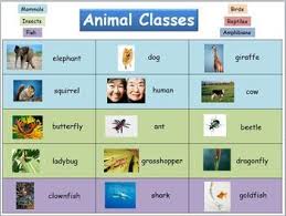 Animal Classes Reference Chart First Grade Science