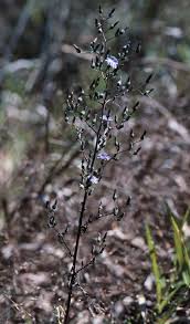 Image result for Lactuca ugandensis