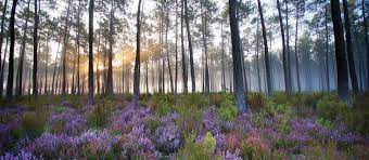 Before i read the les landes : Foret Des Landes Faune Flore Et Activites Dans La Foret De Pins Landaise