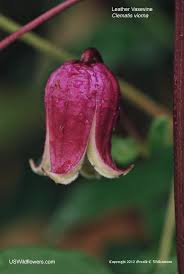 Ranunculaceae, the crowfoot or buttercup family. Us Wildflower S Database Of Genus I Clematis I Wildflowers For All States