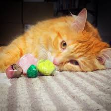 Using Rose Quartz Crystals For Pets Animal Reiki Crystals Pets