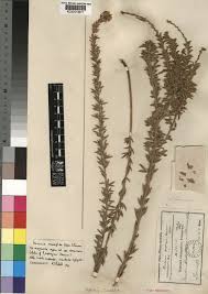 Image result for Pearsonia sessilifolia