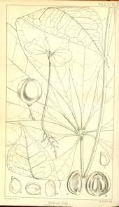 Image result for Oldfieldia