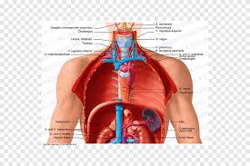 The thorax itself can be split up into various areas that contain important the thorax is bound by bony structures including the 12 pairs of ribs and thoracic vertebrae, whilst also being supported by many ligaments and muscles. Thorax Human Body Organ Human Anatomy Heart Heart Human Png Pngegg