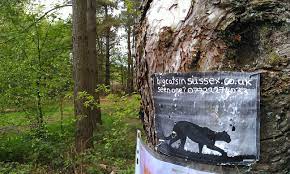 British Big Cats Wikipedia