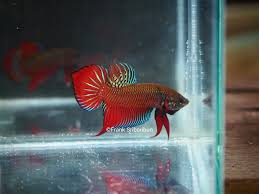My channel is a mix of everything from care to tips of wild bettas. Betta Splendens Siamese Fighting Fish 101 Care Habitat Food Breeding More Wild Betta Blog
