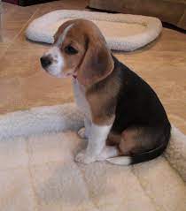 Baby Beagle Awww I Miss My Baby Beagle So Much Baby Beagle Beagle Puppy Beagle