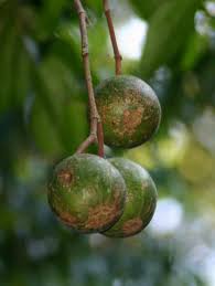 Image result for Rothmannia urcelliformis