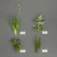 Edible Indigenous South African Plants Stodels Garden Centre African Plants Plants Edible Plants