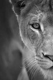 Black And White Lion And Lioness Pictures Lioness In Black And White Lion Eyes Animals Beautiful Lion Lioness